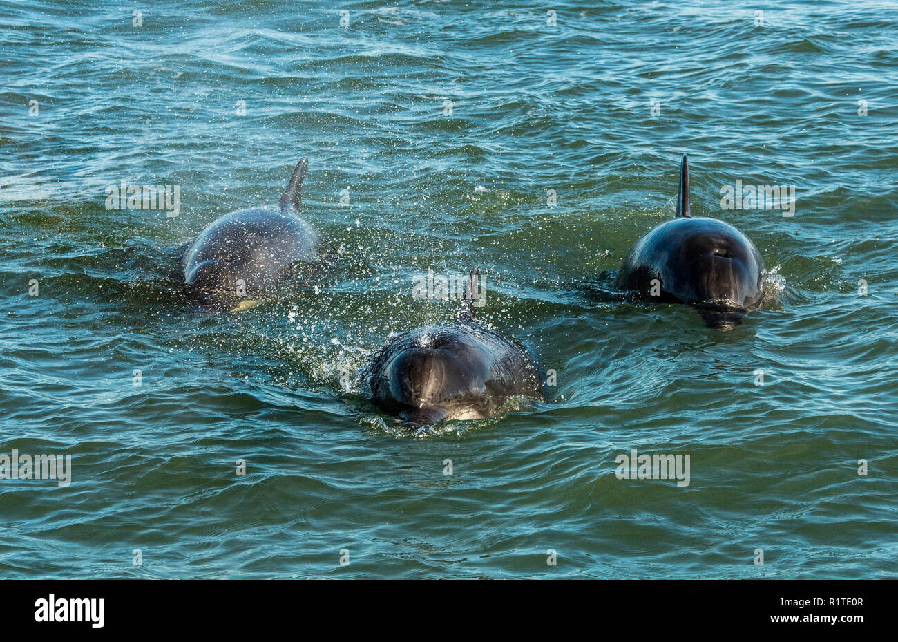 Los delfines mulares de la Bahía de Aberdeen. Foto de stock