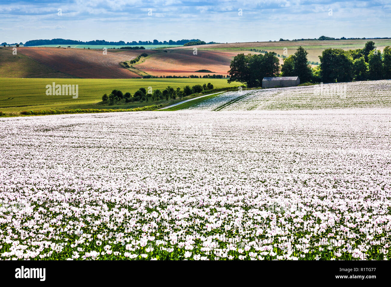 Un campo de amapolas blancas cultivadas en las llanuras de Marlborough, en Wiltshire. Foto de stock