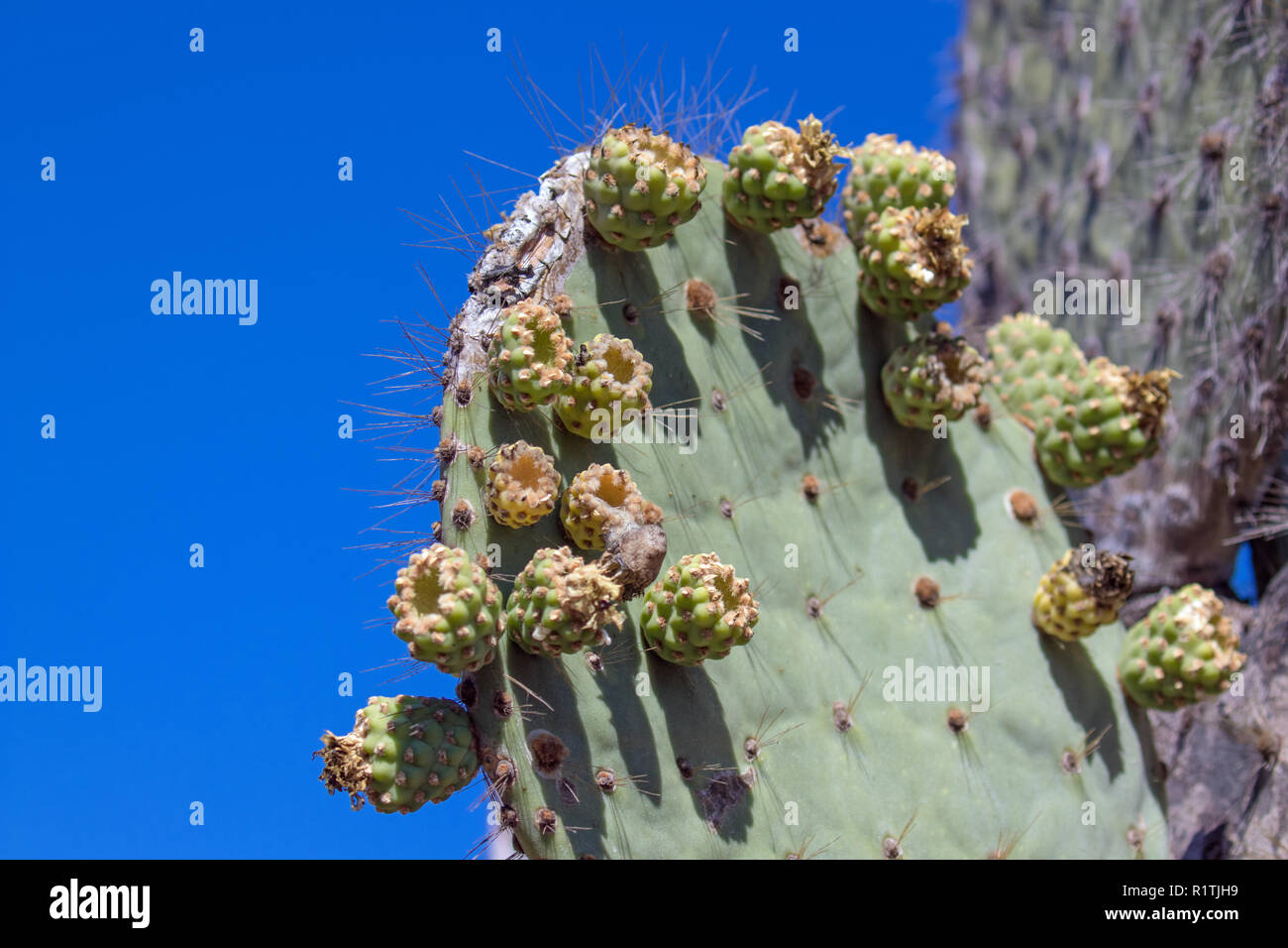 Flora y plantas de las Islas Galápagos Fotografía de stock - Alamy