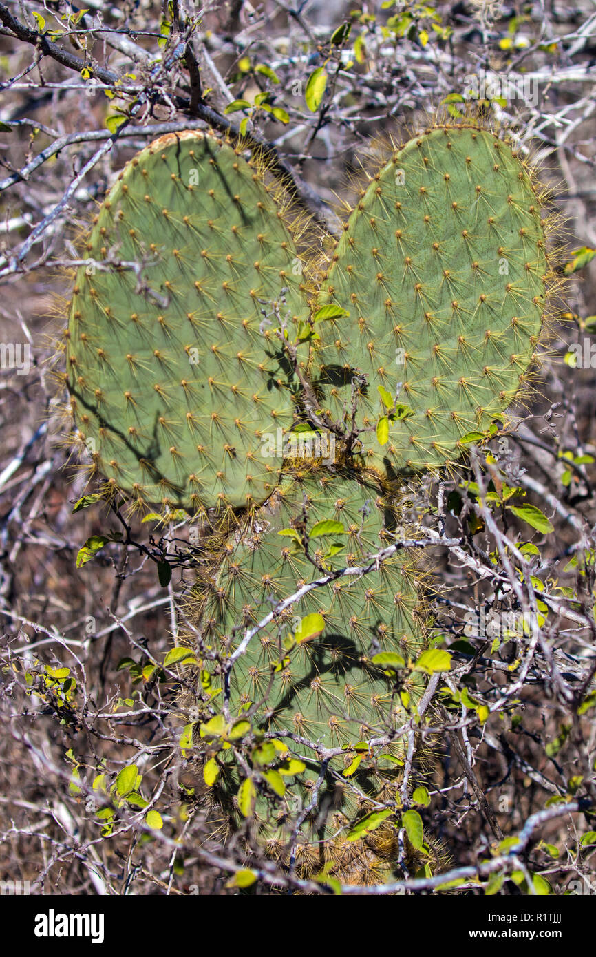 Flora y plantas de las Islas Galápagos Fotografía de stock - Alamy Flora y plantas de las Islas Galápagos Fotografía de stock - Alamy