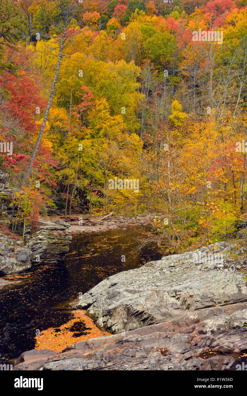 El follaje de otoño sobresaliendo por el pequeño río, Great Smoky Mountains National Park, Tennessee, EE.UU. Foto de stock