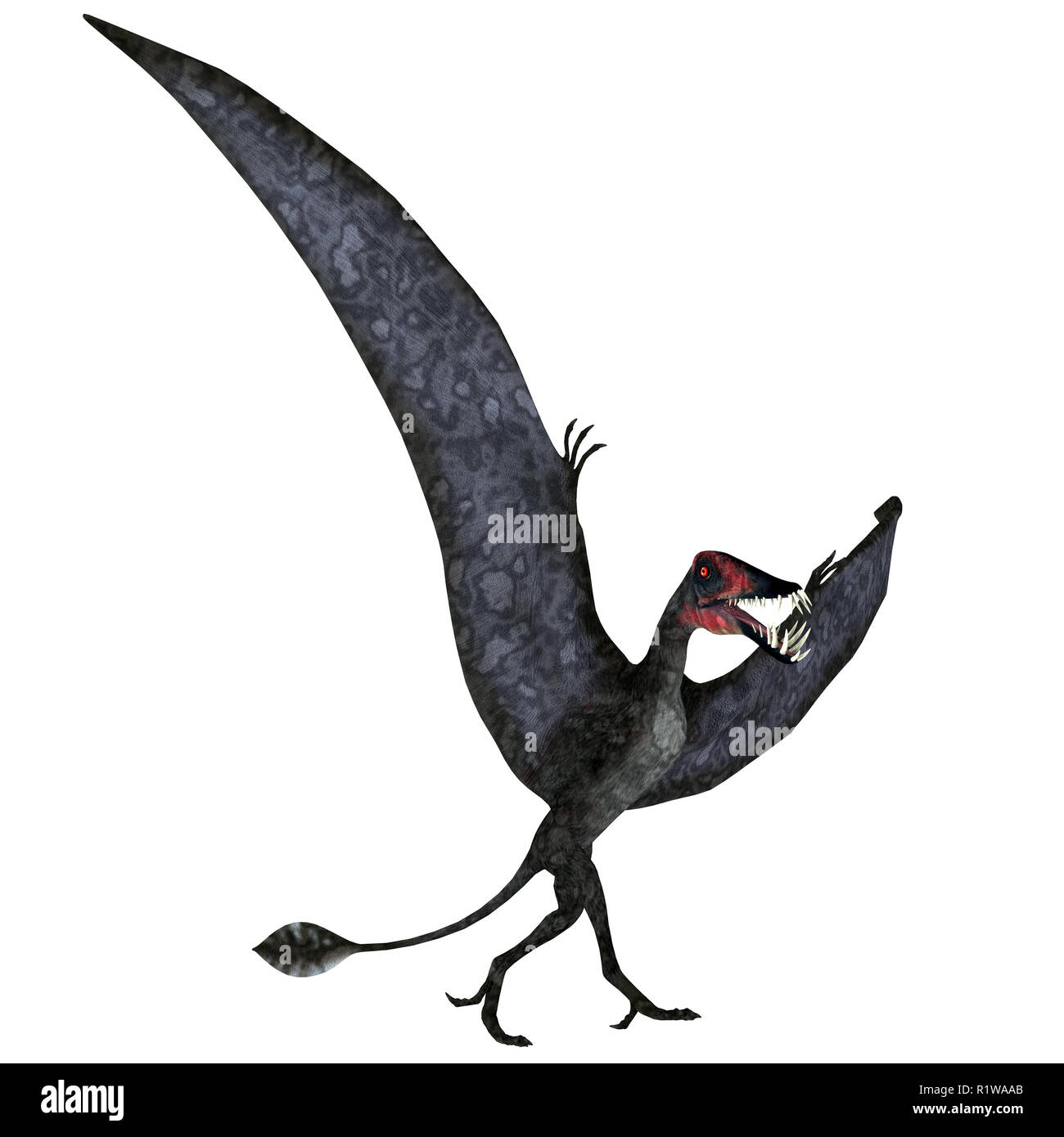 Dorygnathus Pterosaur carnívoro era un reptil que vivió en Europa durante el periodo jurásico. Foto de stock