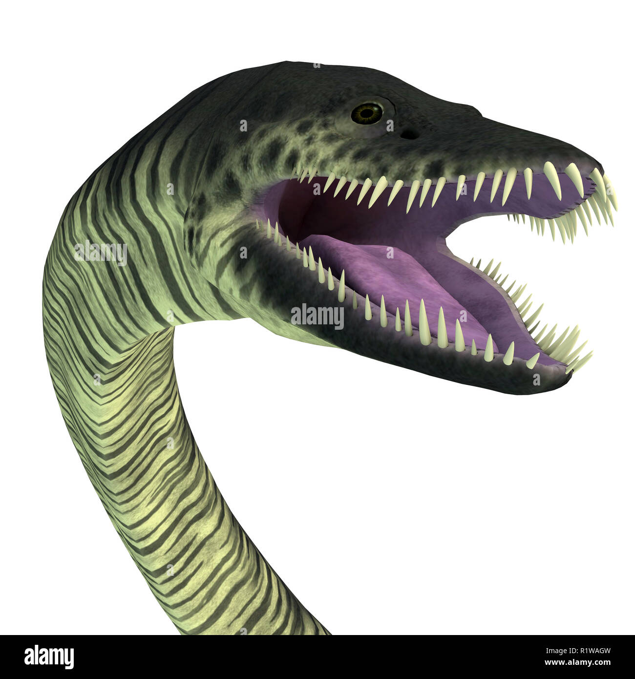 Elasmosaurus era un plesiosaurio reptiles marinos que vivieron en los mares de América del Norte durante el Cretácico. Foto de stock