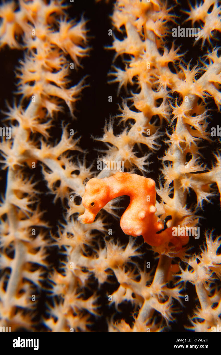 Denise's Pigmeo Caballito de mar (Hippocampus denise), tamaño de 10mm, en la gorgonia ventiladores con pólipos, cerrado, Sulawesi meridional Selayar Foto de stock