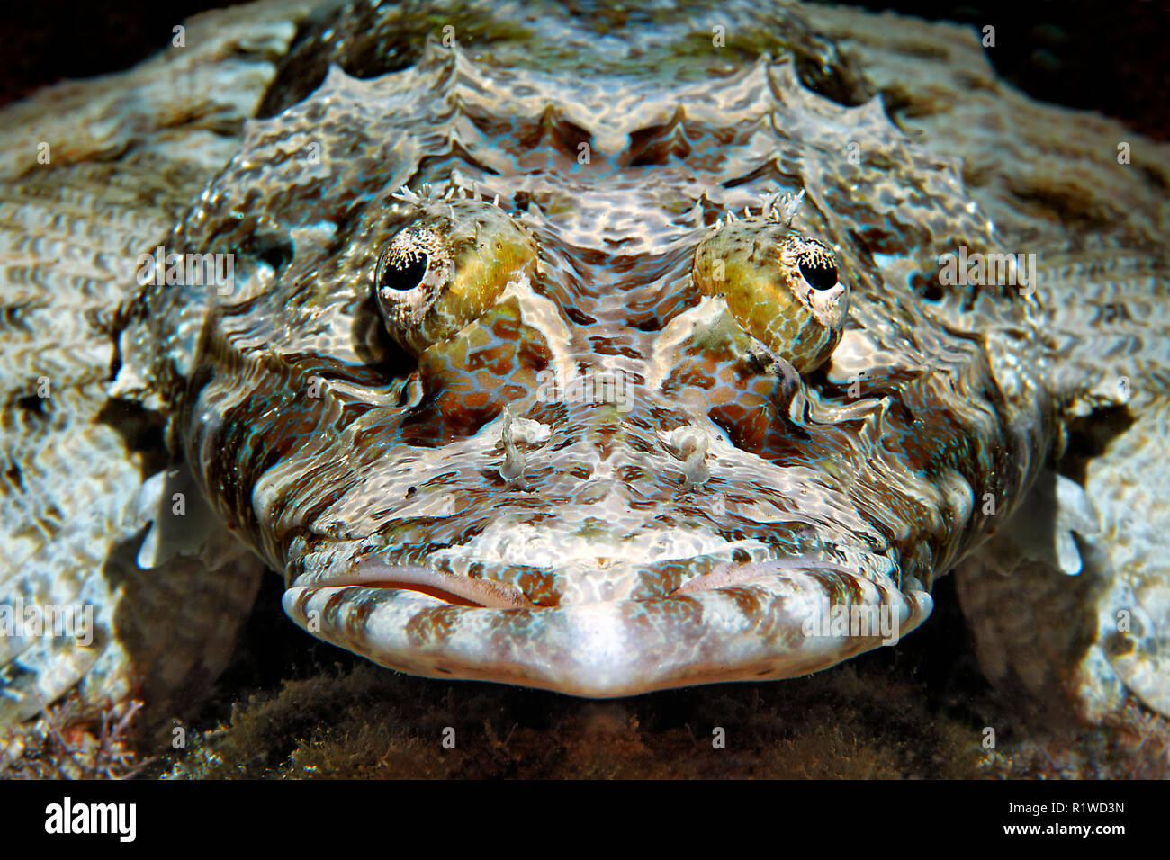 Tentáculos- (flathead Papilloculiceps longiceps), retrato, Isla Selayar animal, Sulawesi, Flores, Mar Pacífico, Indonesia Foto de stock