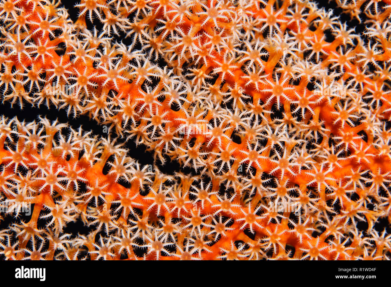 Ventilador de Coral, La Gorgonia (Gorgonacea), detalle con abrir los pólipos coralinos, Selayar Sulawesi del Sur, Pacífico, Indonesia Foto de stock