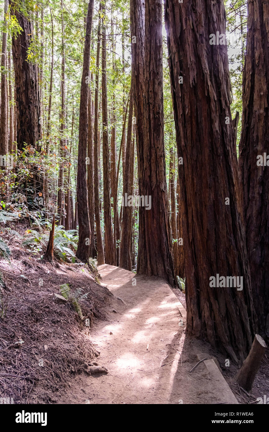 Senderos a través de los bosques de secoyas de Muir Woods National Monument, el condado de Marin, al norte de la zona de la bahía de San Francisco, California Foto de stock