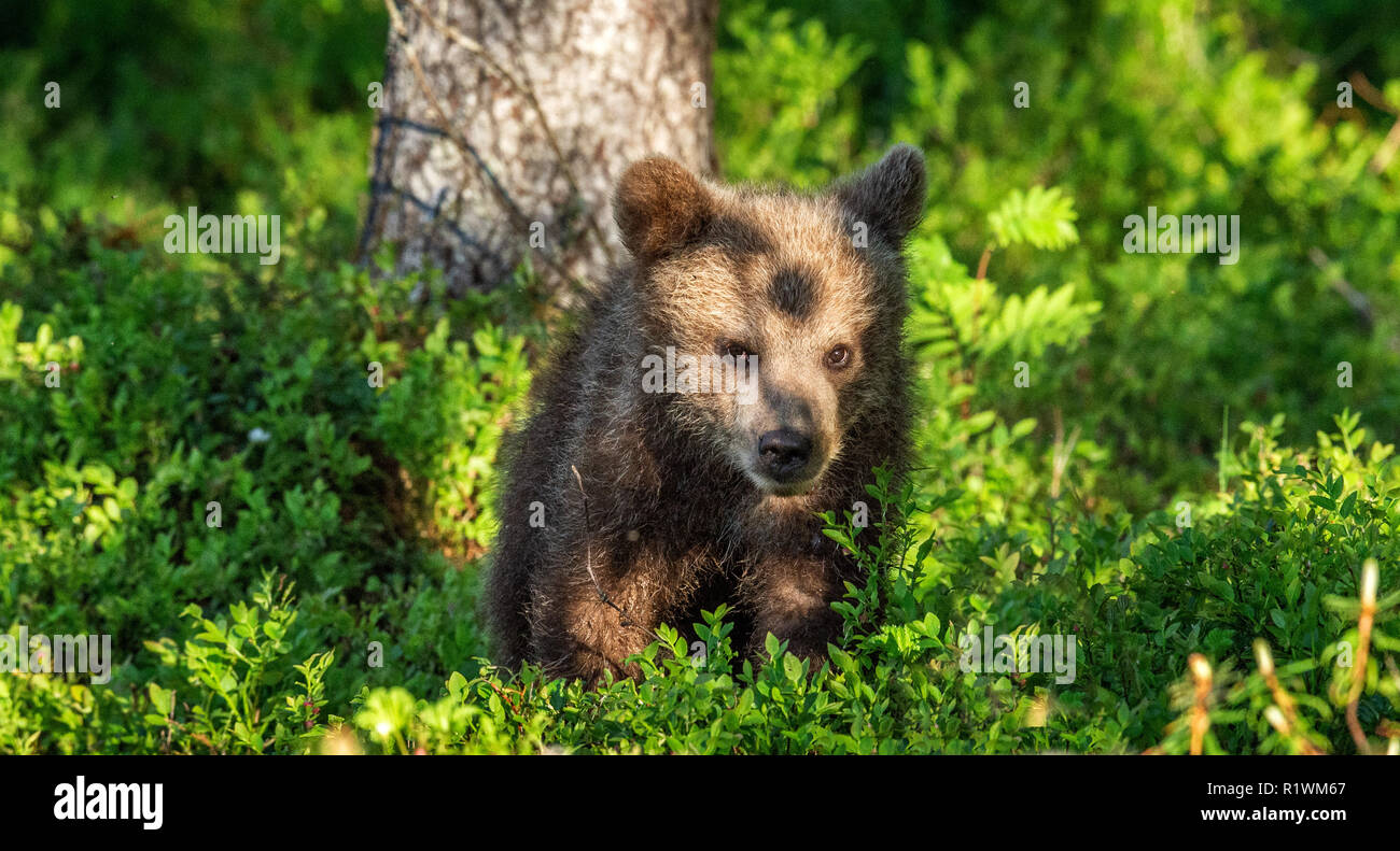 Brown Bear cub en el bosque de verano. Nombre científico: Ursus arctos. Fondo verde natural. Hábitat natural. Foto de stock