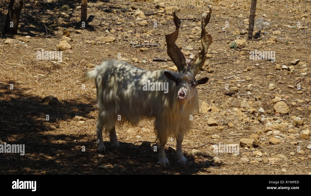 Animal con cuernos fotografías e imágenes de alta resolución - Alamy