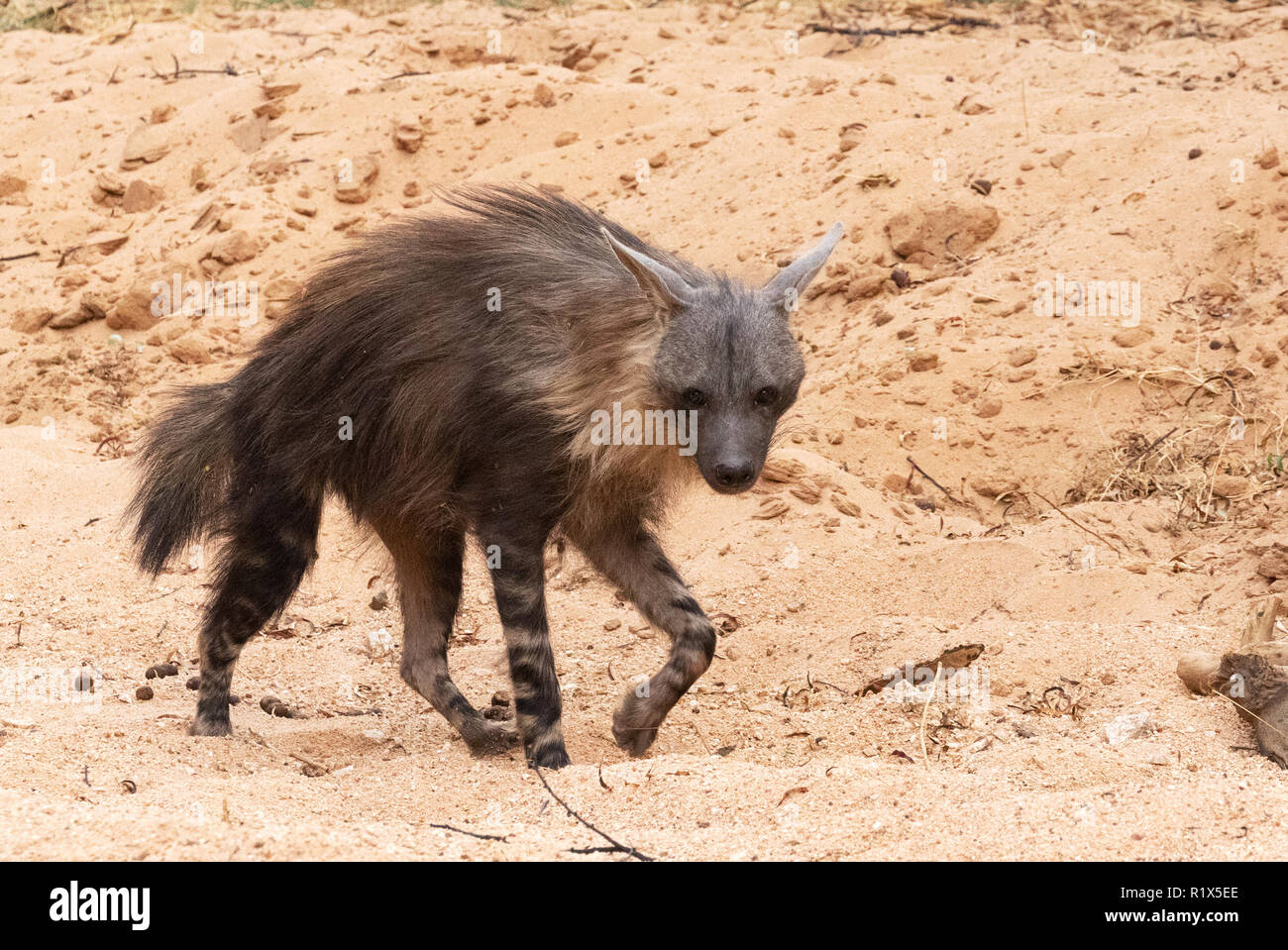 Hiena marrón ( Hyaena brunnea ), un adulto, vista lateral, ejemplo de la fauna africana, reserva natural del Okonjima, Namibia África Foto de stock