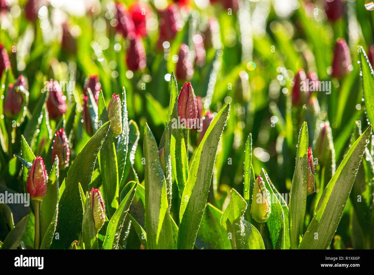 Los tulipanes crecen en jardines coloridos en día lluvioso Foto de stock