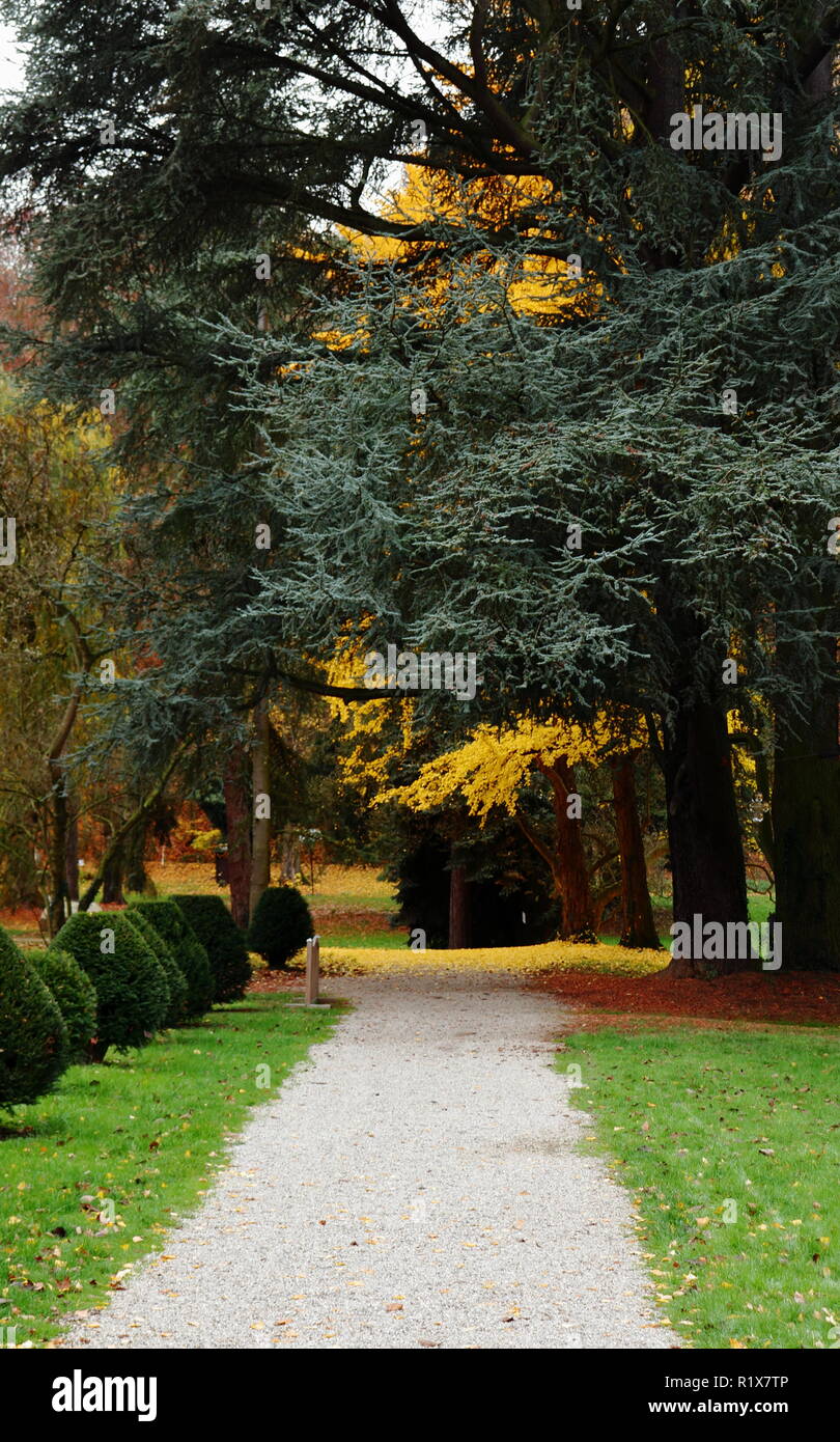 Un sendero de grava conduce pasado arbustos hacia un árbol de otoño de color amarillo. Foto de stock