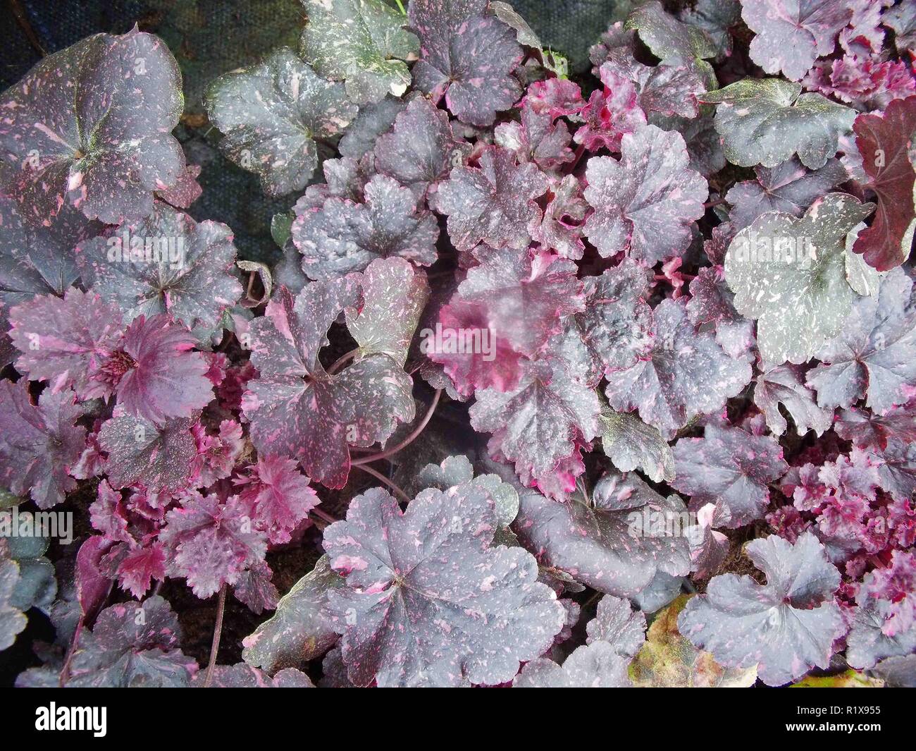 Heuchera Midnight Rose mostrando cerca de hojas de color púrpura oscuro con manchas  rosadas .utilizar como cubierta de tierra o mezclado en plantas herbáceas  .o arbusto fronteras Fotografía de stock - Alamy