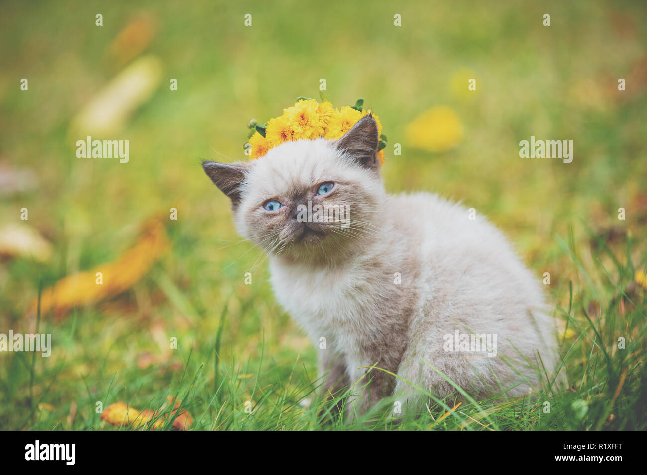 Retrato de un pequeño gatito siamés sentados en el césped en otoño. Cat coronada con la corona de flores Foto de stock