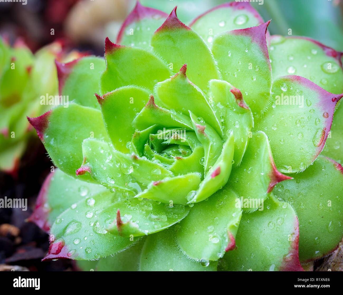 Sempervivum tectorum Royanum, verde y roja de plantas suculentas Houseleek roseta con gotas de lluvia closeup plantas tolerantes a la sequía Foto de stock