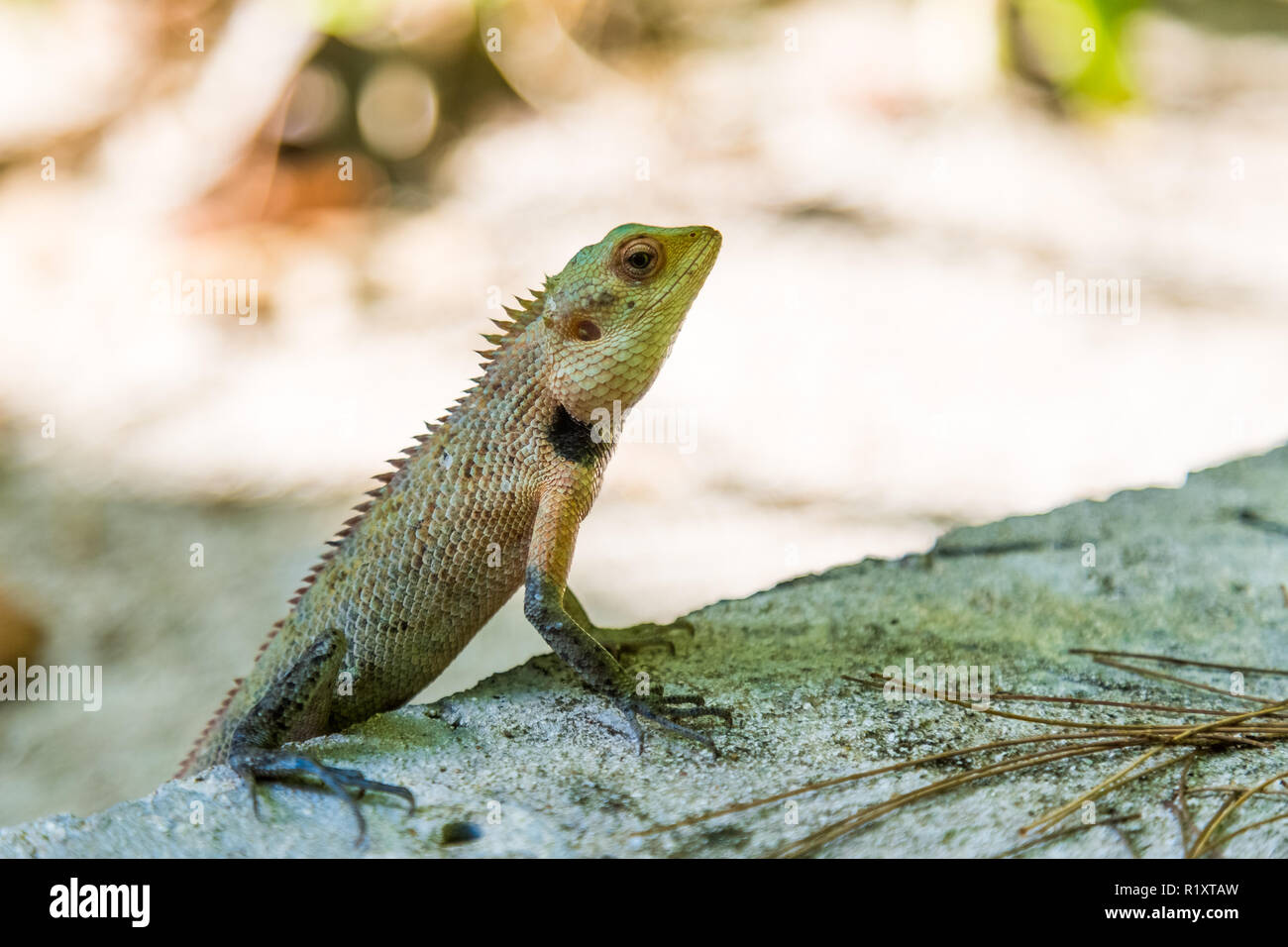 Lizard closeup mientras disfruta de sol de mañana, retrato animal tropical Foto de stock