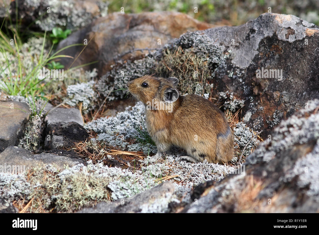 Norte de pika sentado sobre un fondo de piedras en el verano de close-up (Ochotona hiperbórea) Foto de stock