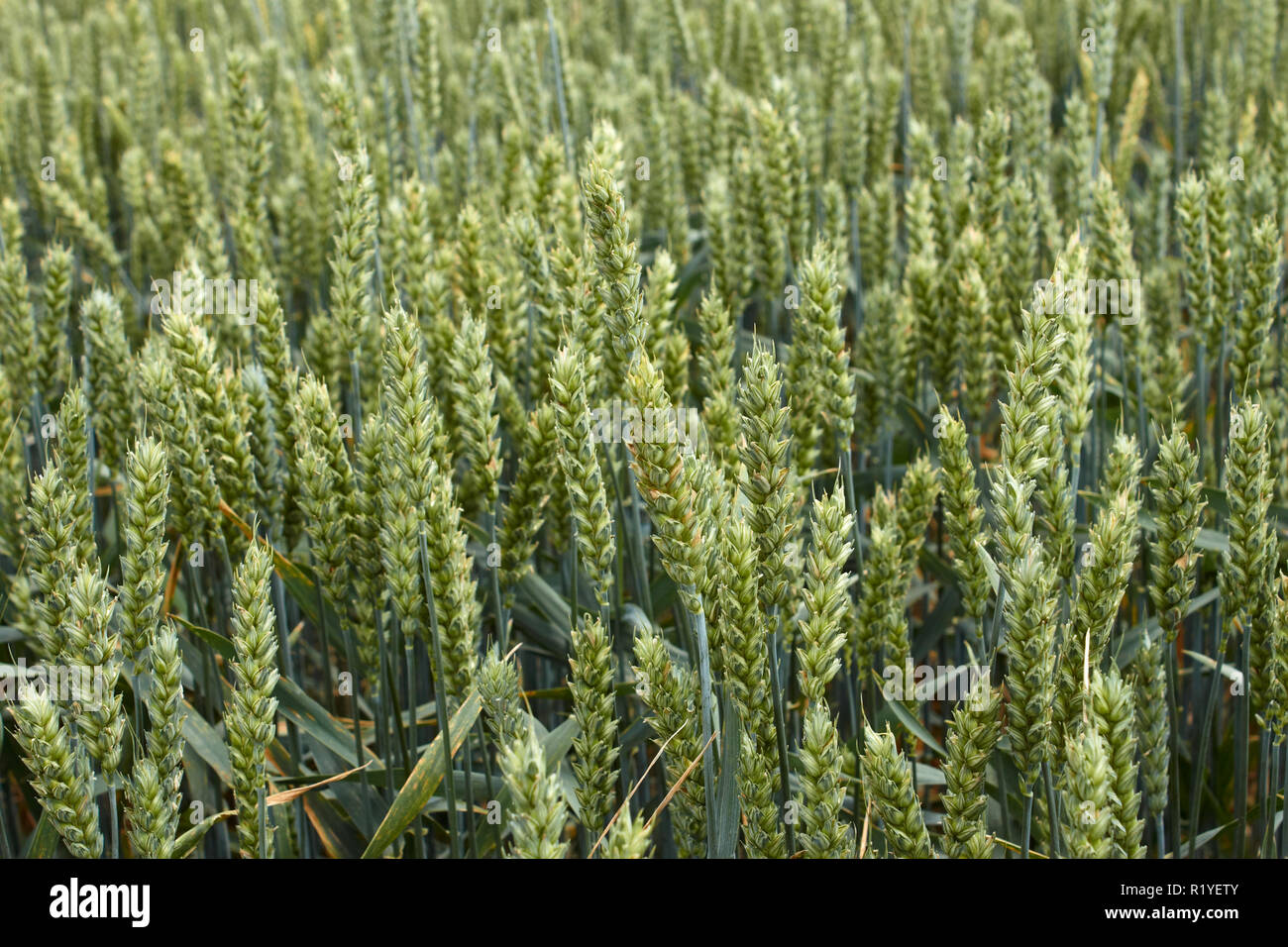 Espigas de trigo, trigo seco. Stock Photo