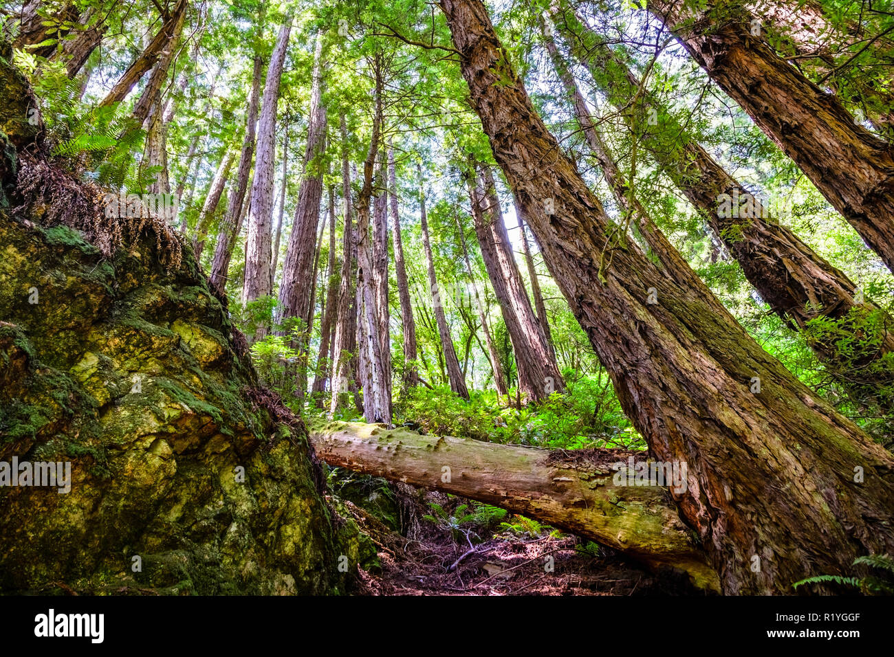 En el hermoso paisaje de bosques de secoyas de Mt Tamalpais State Park, el condado de Marin, al norte de la zona de la bahía de San Francisco, California Foto de stock