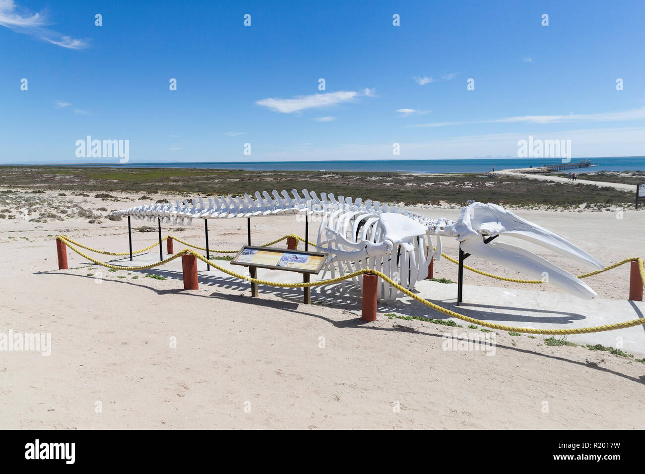 Scammon's lagoon fotografías e imágenes de alta resolución Alamy