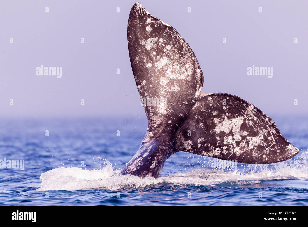 La ballena gris, la ballena gris (Eschrichtius robustus), Fluke cola con marcas que son signos distintivos de cada ballena. Foto de stock