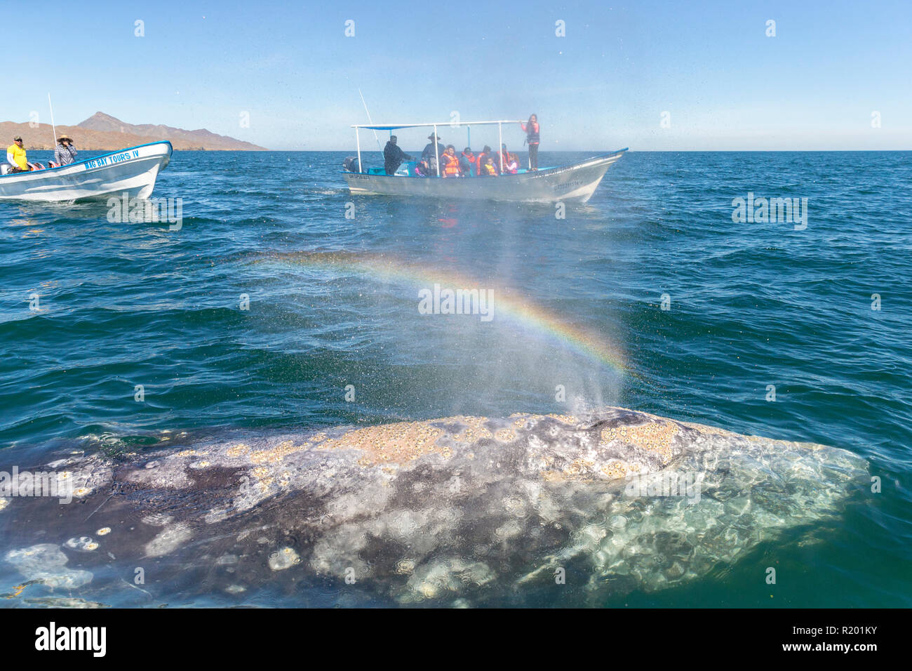 Los turistas en busca de la ballena gris (Eschrichtius robustus), Baja California, México Foto de stock