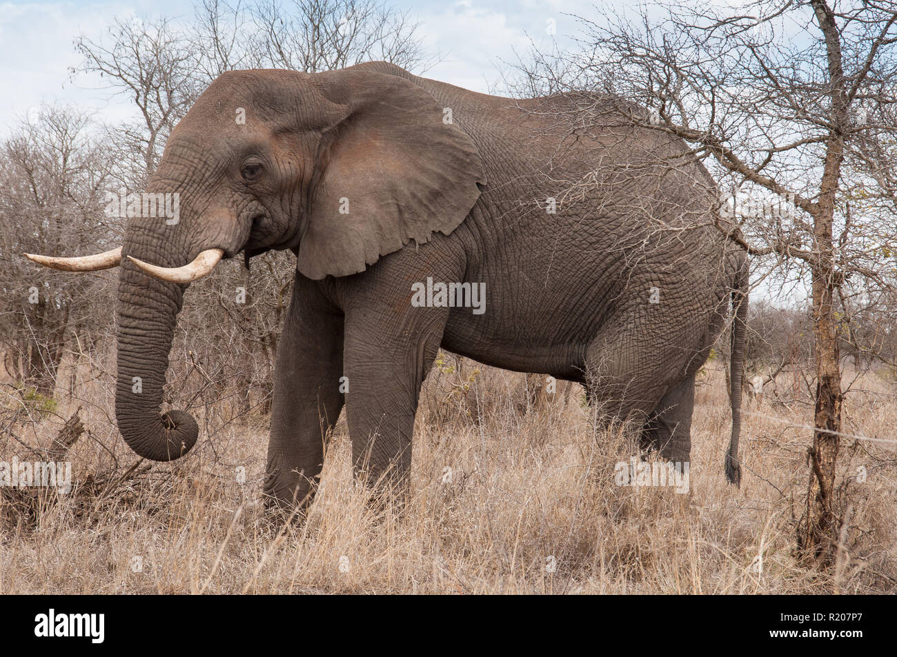 Gran elefante elefante en el Parque Nacional Kruger Foto de stock