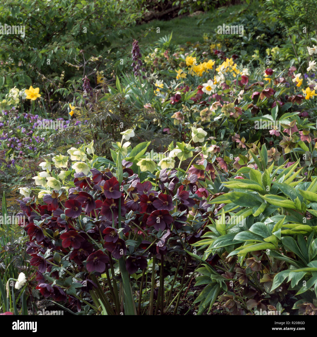 Hellebores púrpura y crema en spring garden Foto de stock