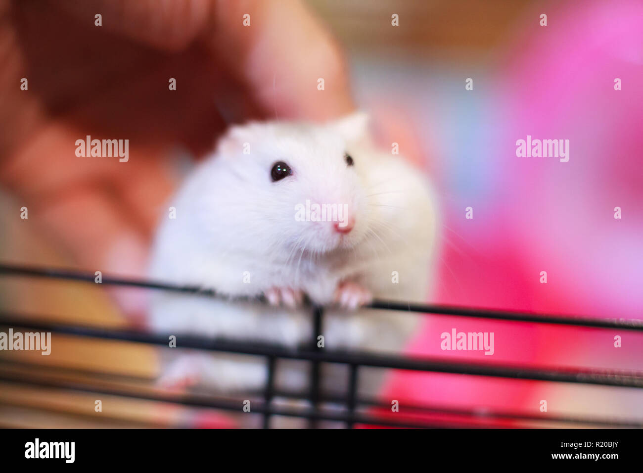 Hamster Blanco De Invierno Fotos E Imagenes De Stock Alamy