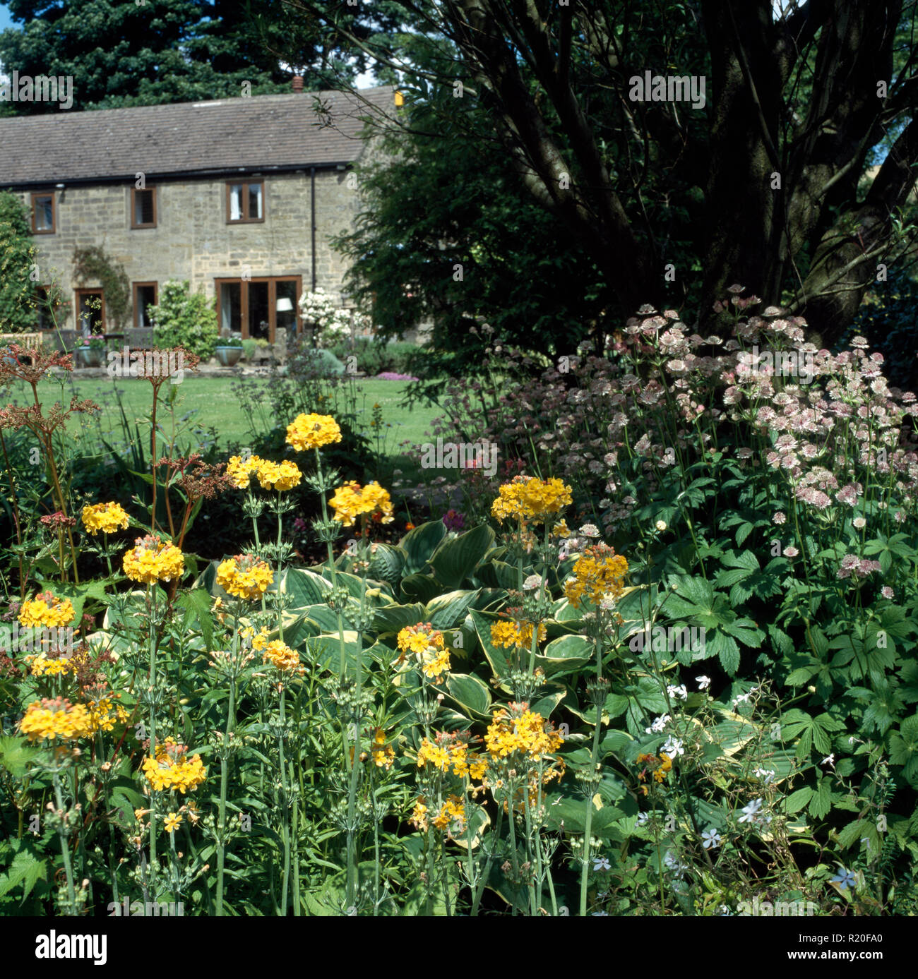 Amarillo y rosa astrantia prímulas candelabro en el country garden Foto de stock