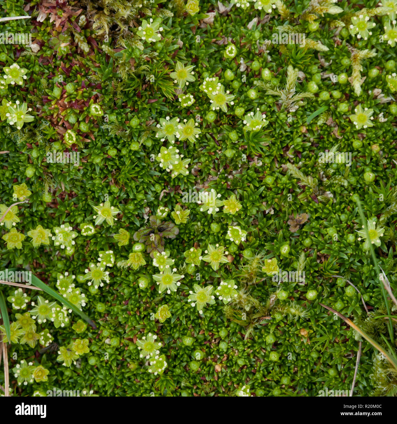 (Cyphel Minuartia sedoides) sobre una montaña de Escocia top Foto de stock