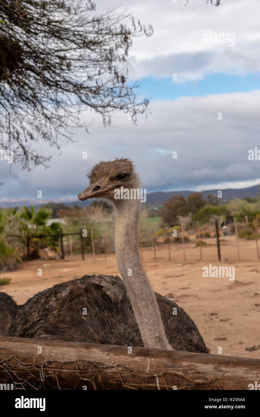 Avestruz común en Safari, granja de avestruces en Oudtshoorn, Sudáfrica Foto de stock