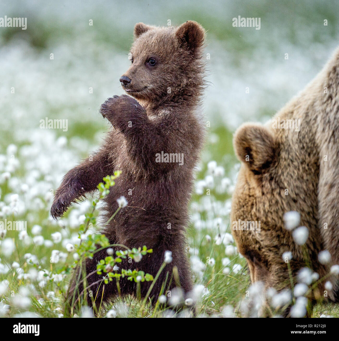 Y un cachorro de oso. Brown Bear Cub se levanta sobre sus patas traseras en el de verano entre flores blancas. Nombre científico: Ursus natural Fotografía de stock -
