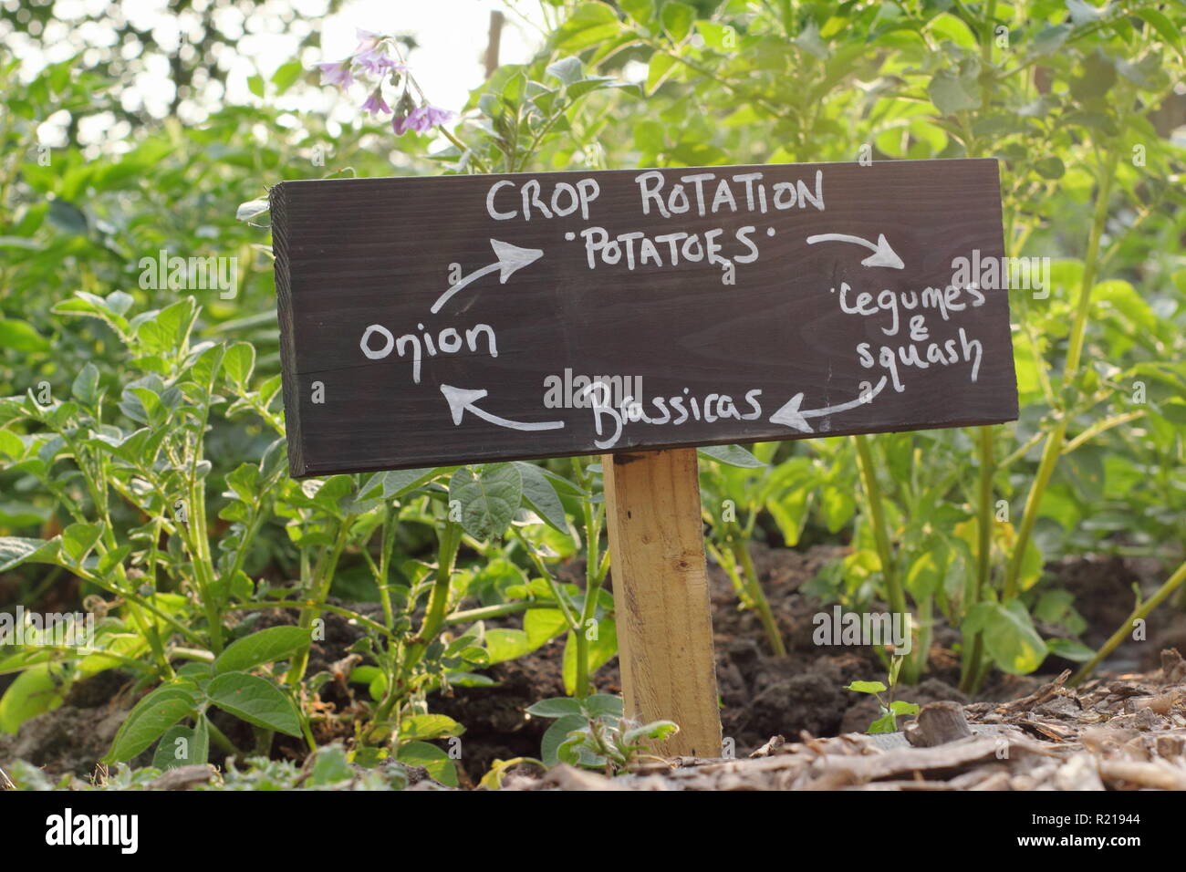 Letrero con cuatro años de sistema de rotación de cultivos en un jardín inglés de habilitaciones, REINO UNIDO Foto de stock
