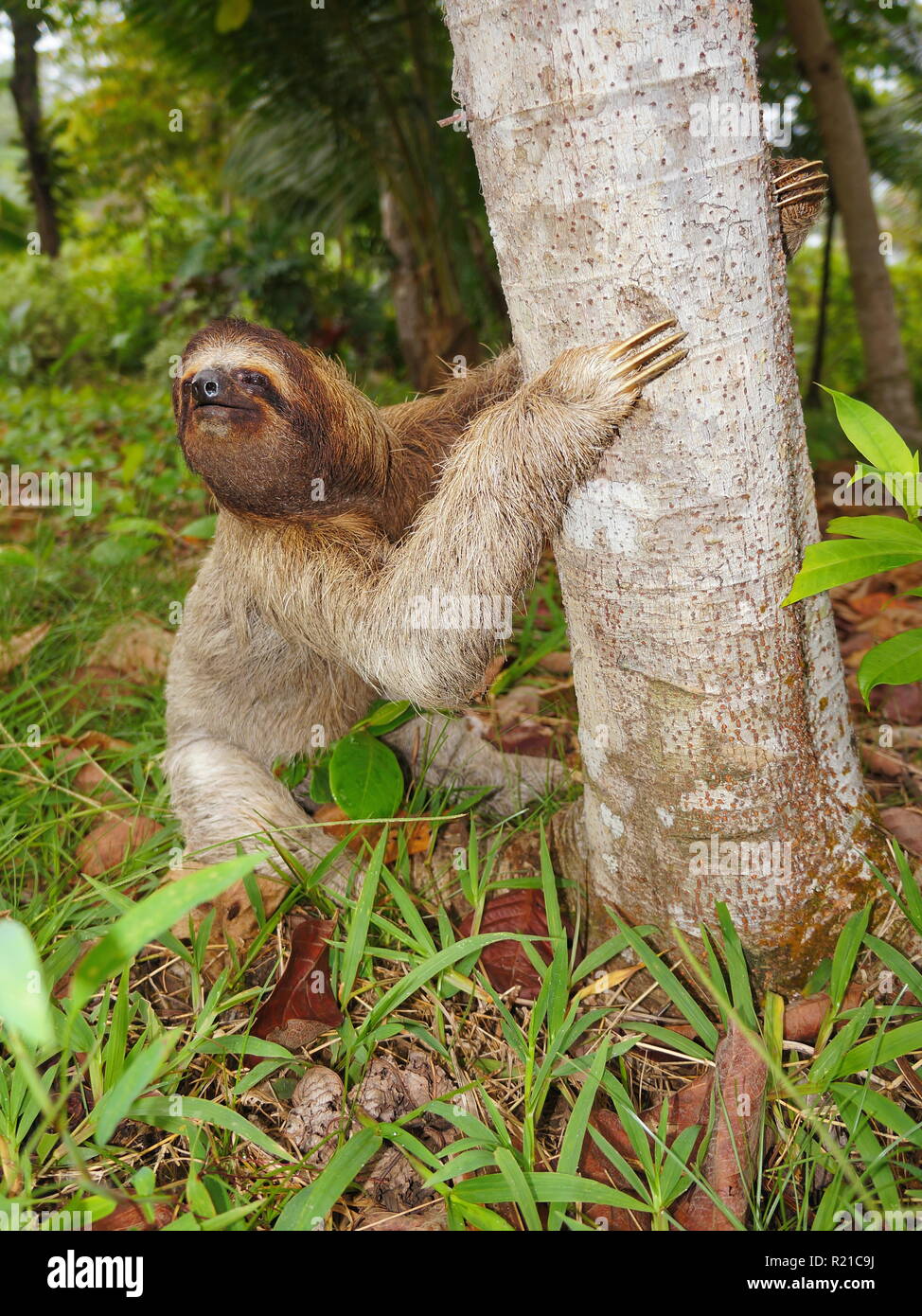 Tres vetado perezoso en la tierra comienza a trepar a un árbol, Panamá, América Central Foto de stock