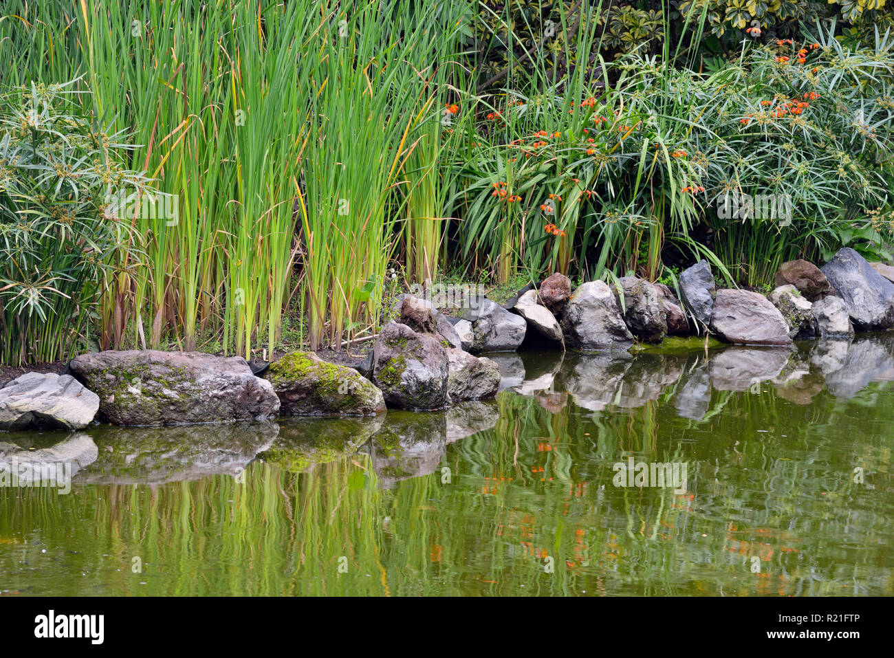 Jardín botánico de Quito, Quito, Pichincha, Ecuador Foto de stock