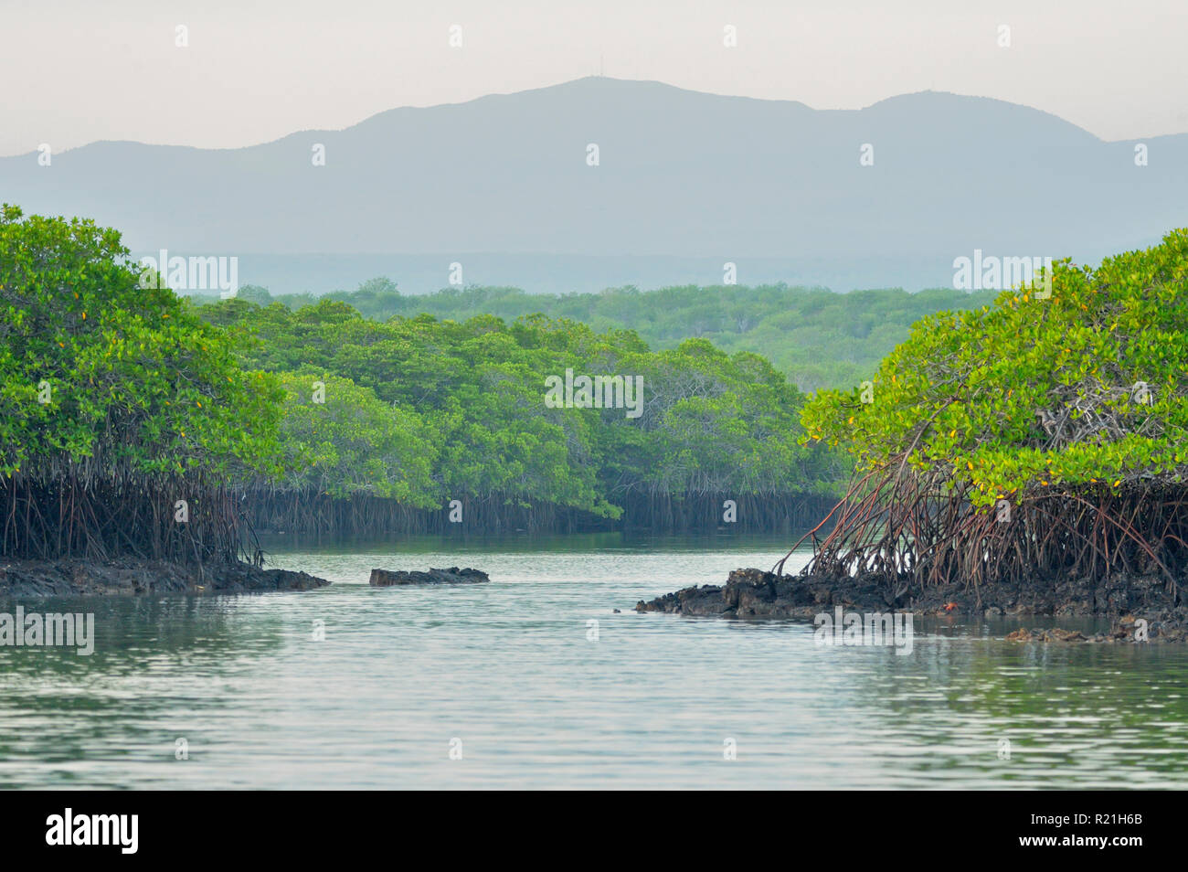 Los manglares y Caleta Tortuga Negra, Parque Nacional de las Islas Galápagos, Isla Santa Cruz, Caleta Tortuga Negra, Ecuador Foto de stock