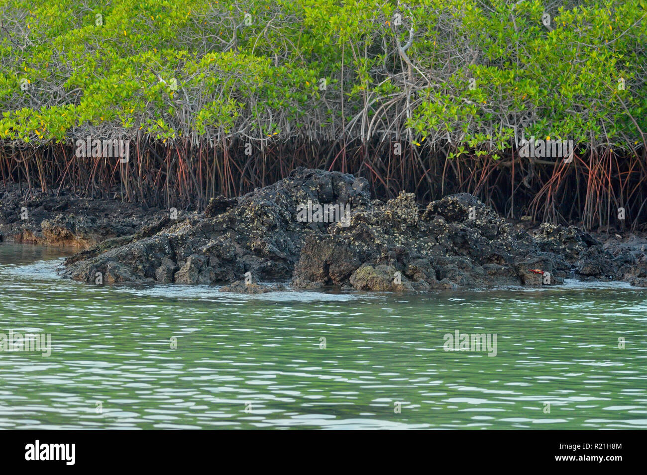 Los manglares y Caleta Tortuga Negra, Parque Nacional de las Islas Galápagos, Isla Santa Cruz, Caleta Tortuga Negra, Ecuador Foto de stock
