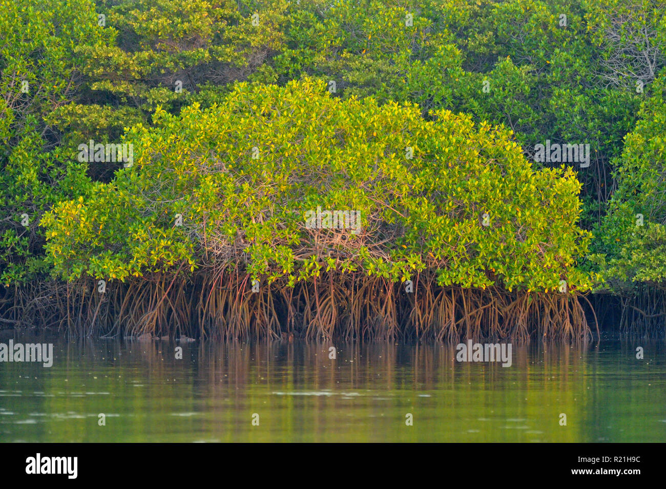 Los árboles de manglar se refleja en el agua, el Parque Nacional de las Islas Galápagos, Isla Santa Cruz, Caleta Tortuga Negra, Ecuador Foto de stock