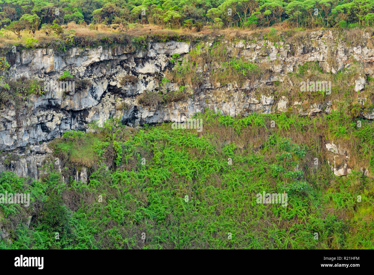 Bosque de Scalesia y la vegetación alrededor de los cráteres gemelos