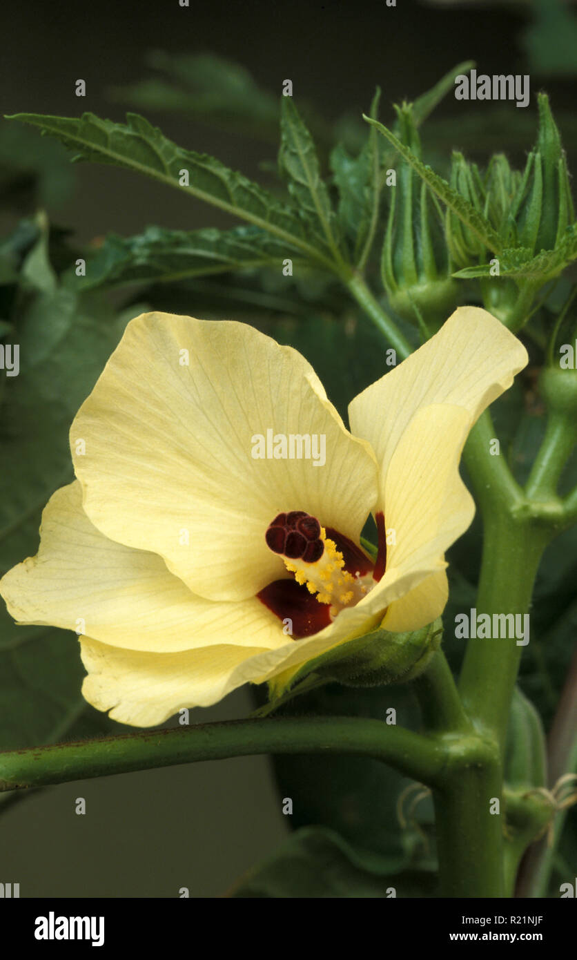 Flor de ocra (Abelmoschus esculentus) también conocido como GUMBO O LADY'S FINGER Foto de stock