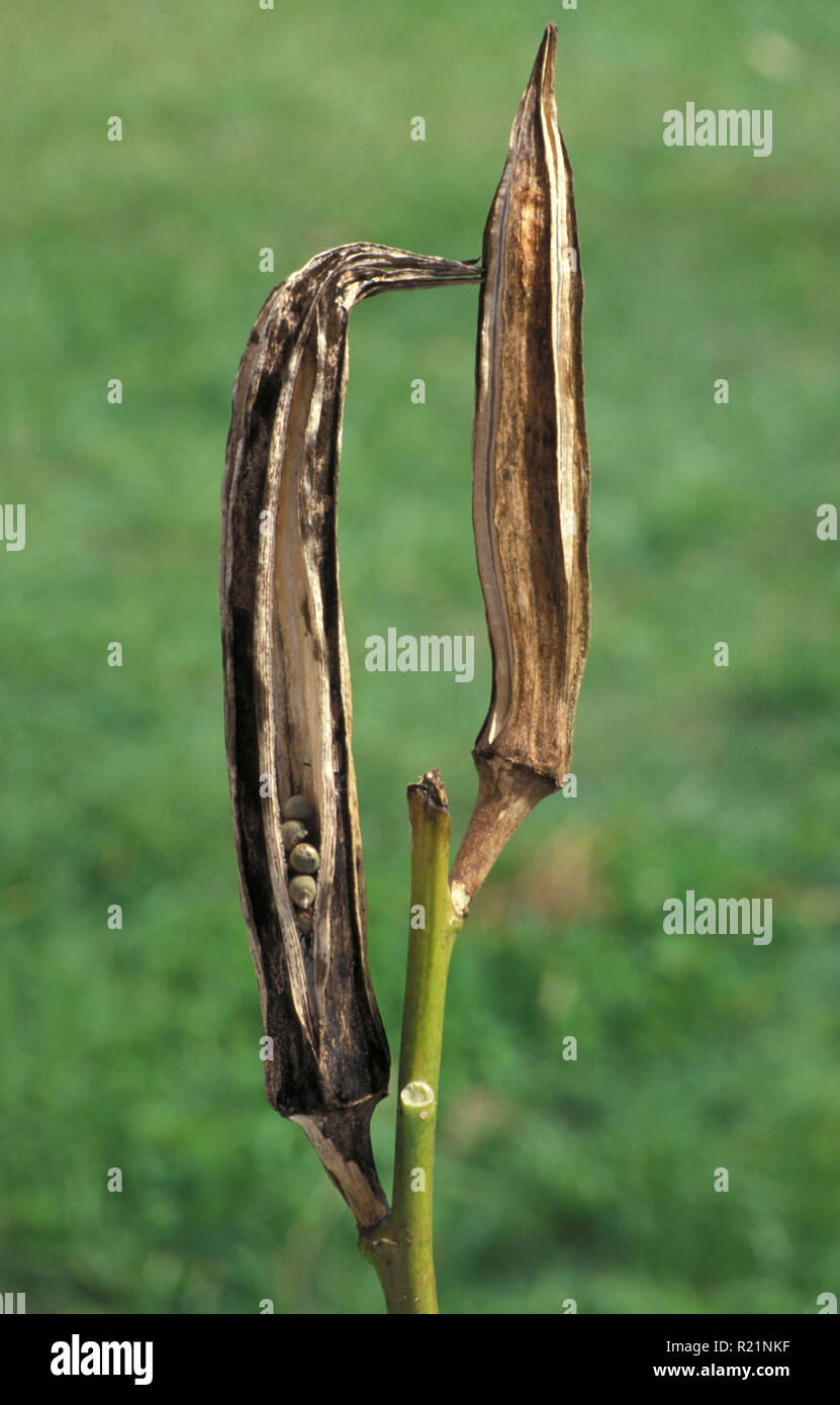 La Okra (Abelmoschus esculentus) vainas maduras, Malvaceae Foto de stock