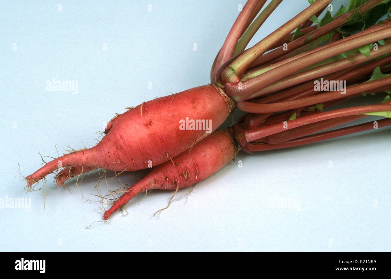Estudio de imagen de piel roja "HONG LOH POH' Rábanos (Raphanus sativus) Foto de stock
