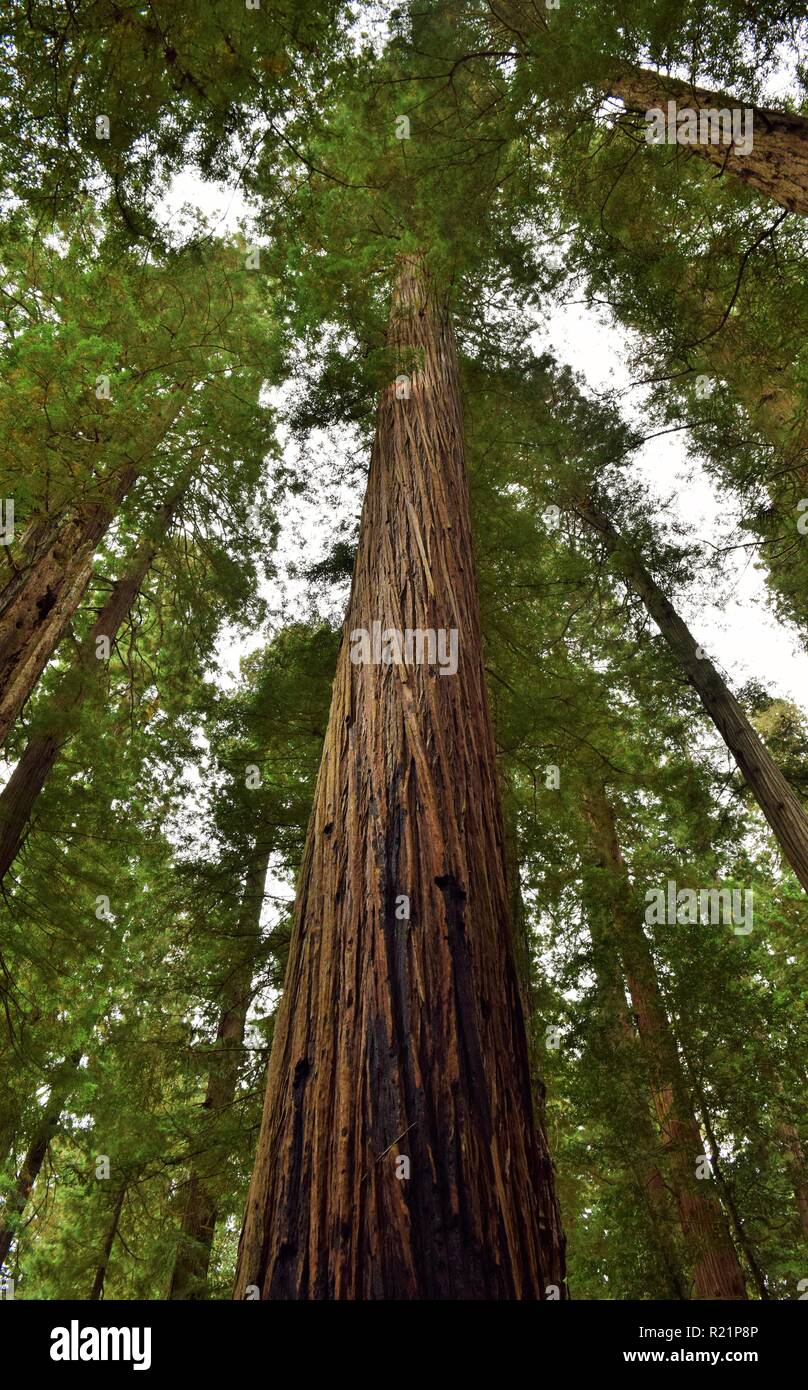 Redwood árboles en el Parque Estatal de Jedediah Smith Redwoods Foto de stock