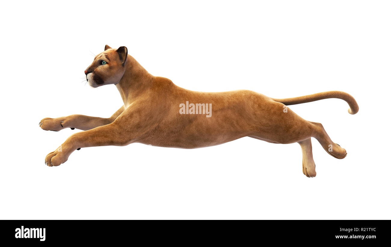 El puma, el león de montaña, saltando, Wild Animal aislado sobre fondo  blanco Fotografía de stock - Alamy