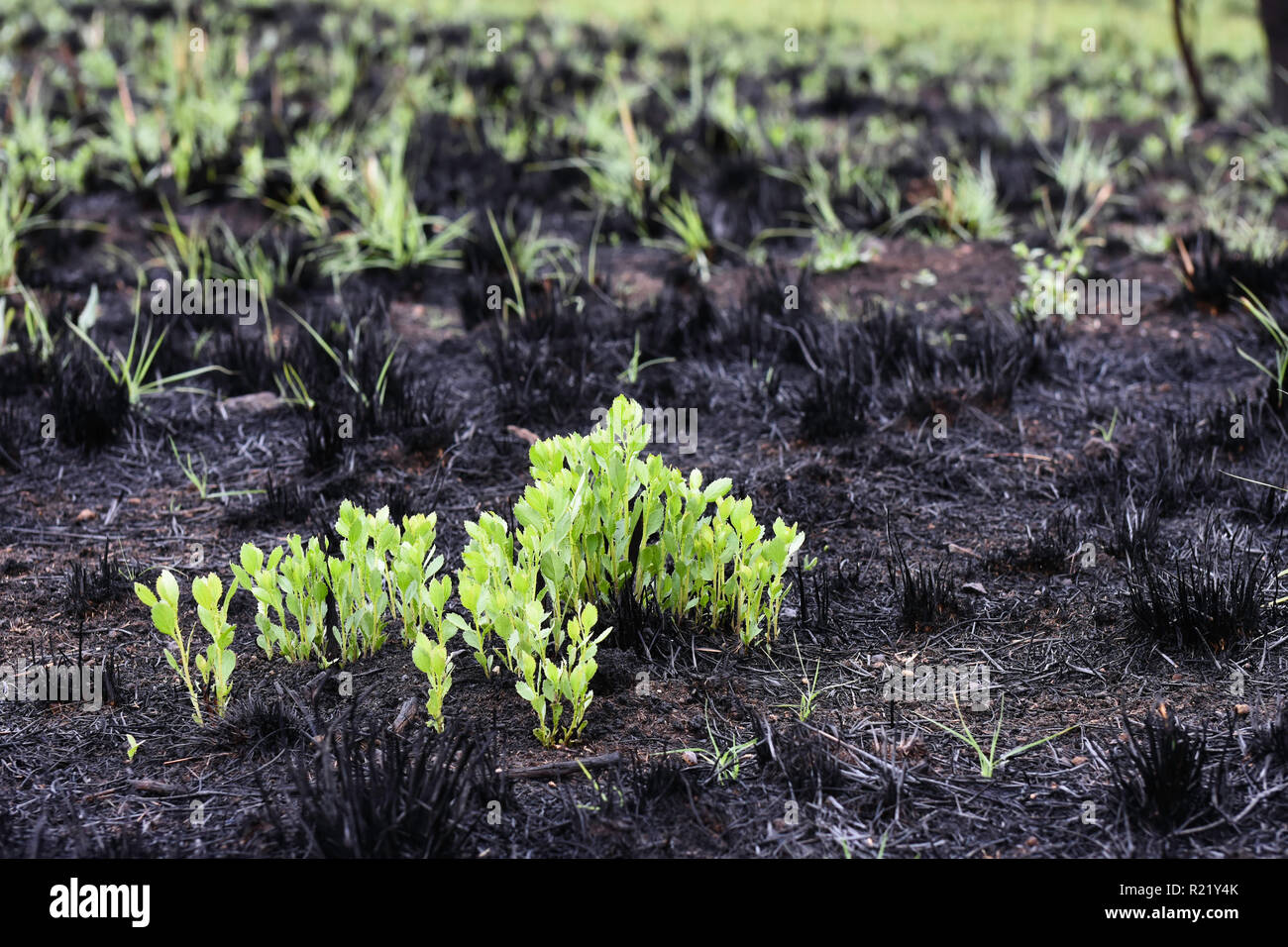 Las plantas verdes brillantes subiendo de tono negro campo quemado Foto de stock