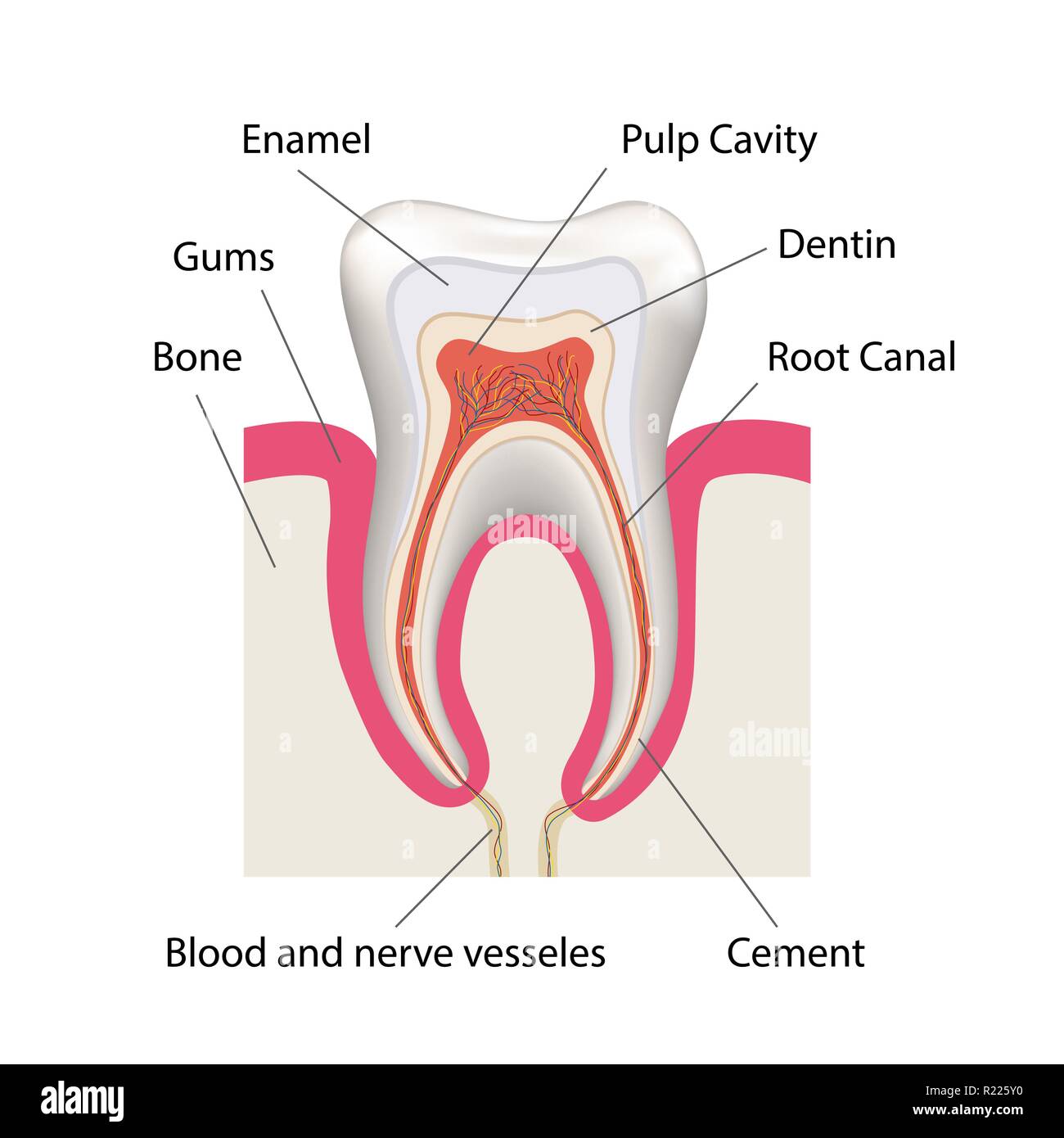Esquema detallado de la estructura del cemento dental humano, incluyendo el  cemento acelular y celular, las fibras, los cementoblastos y los  fibroblastos Imagen Vector de stock - Alamy
