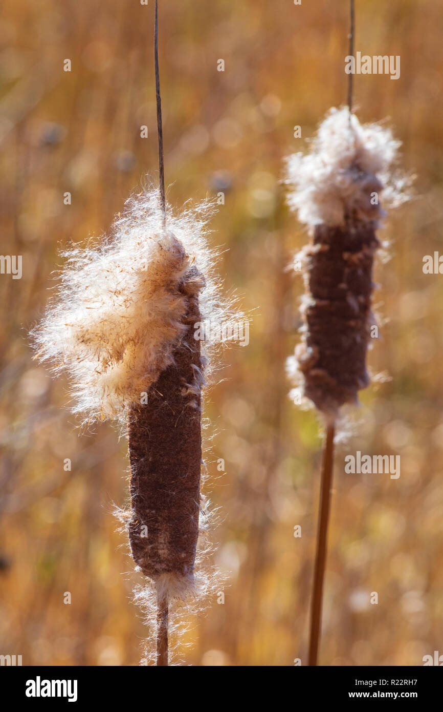 Broadleaf tifa (Typha latifolia) plantas en otoño brisa matinal mostrando la dispersión de las semillas en el viento, Castle Rock estadounidense de Colorado. Foto tomada en noviembre. Foto de stock