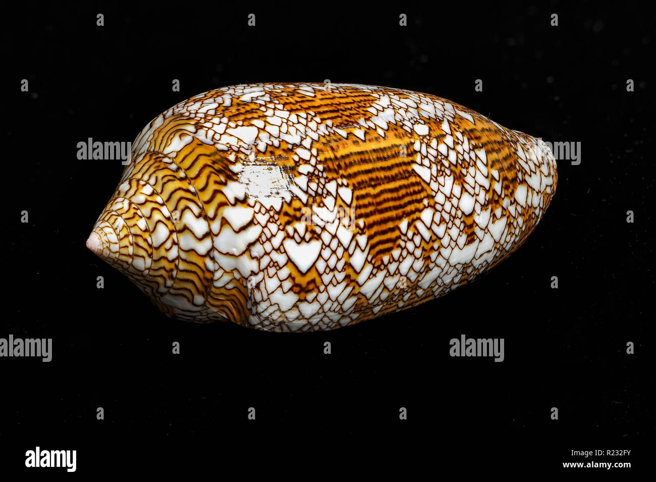 Textile concha cónica, Conus textile, región Indopacífico. Una marca altamente venenoso. Familia Conidae Foto de stock