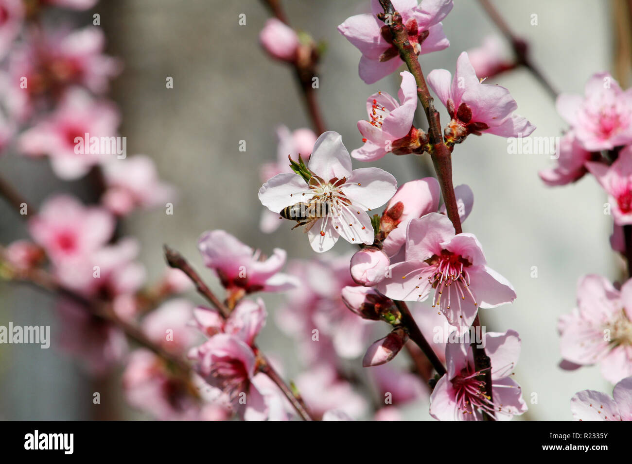 Miel de Abeja de flor en flor de durazno, temporada de primavera. Flores de  árboles de fruta. Flores, yemas y ramas de durazno, en primavera. La  floración de los árboles Fotografía de